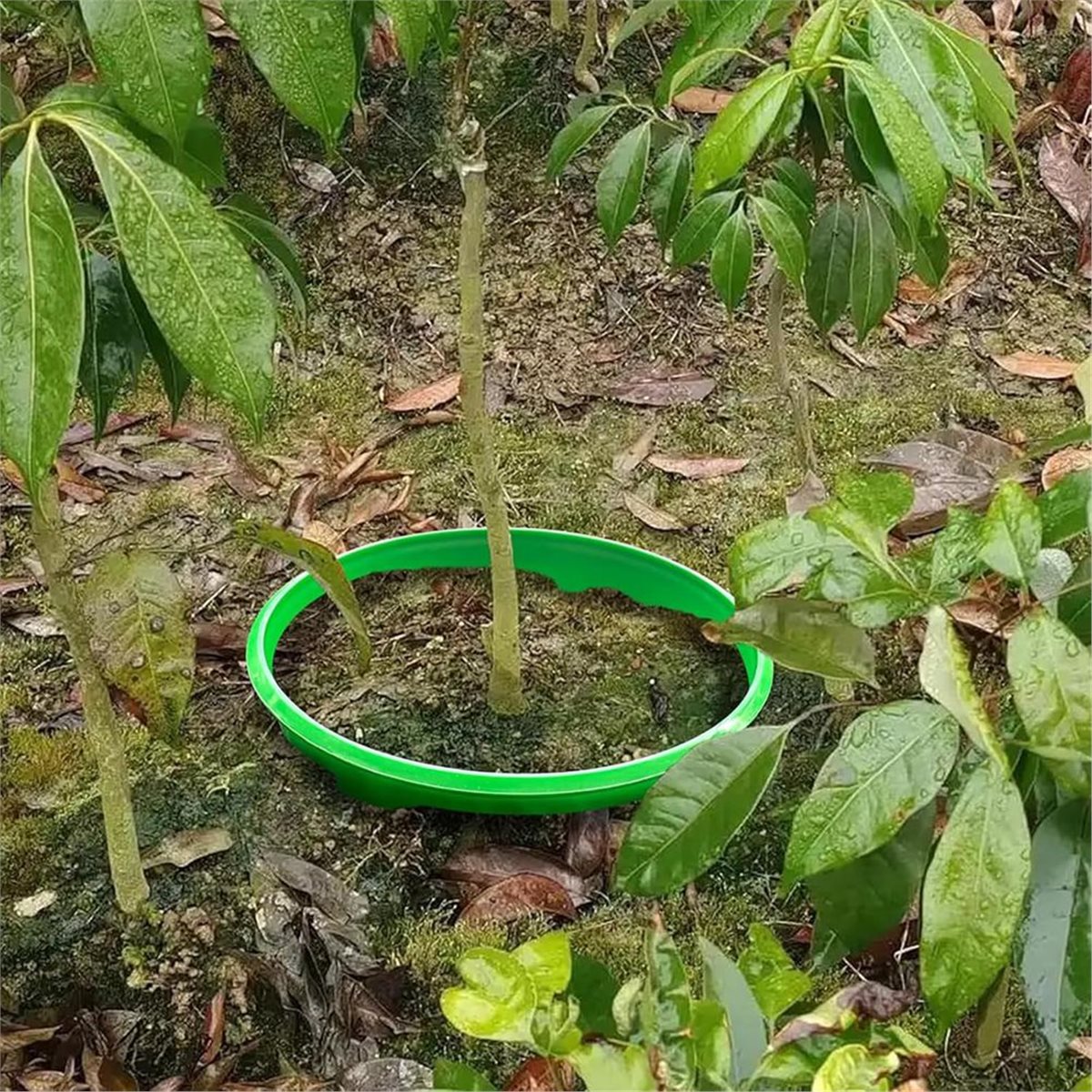 【PENAWARAN COUNTDOWN】 4 Cincin - Gardening Tools Deals ulasan dan harga