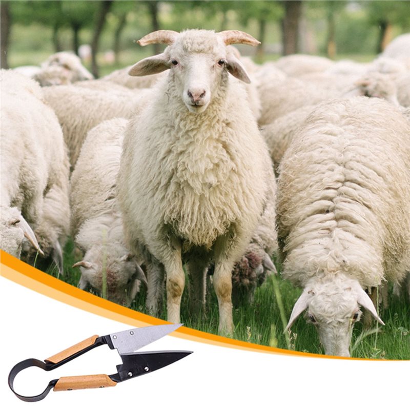 【FLASH DEAL】Gunting Pangkas Ta - Gardening Tools Deals ulasan dan harga
