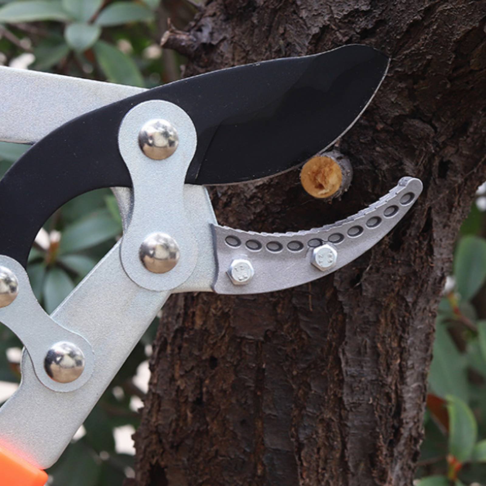 Pemangkas Cabang Teleskopik Pi - Gardening Tools In ulasan dan harga